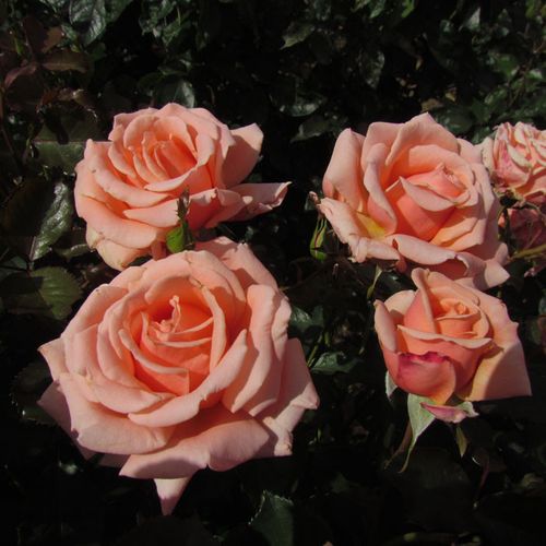 Rose abricot - rosiers floribunda